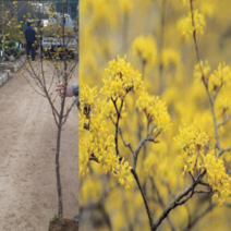 (D소망)산수유나무묘목 R3cm(분)1그루 결실주