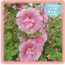 [나은식물원]202.겹 접시꽃(대형) 연핑크(20립)