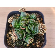 정화다육 다육식물 화춘 렌덤