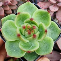 예쁜다육이 총집합 골라담기 다육식물, 41번--블루드레곤