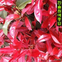 홍가시(레드로빈) 3치포트(H0.4m)