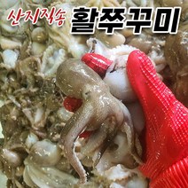 푸마담 가을 활 쭈꾸미 15미 전후 1kg, 4kg