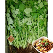 [수연중국식품] 중국식품 향신료 싱싱한 국내산 고수, 100g