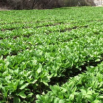 스마일겟 강원도 인제 명이나물(산마늘)1kg, 대명이, 1kg