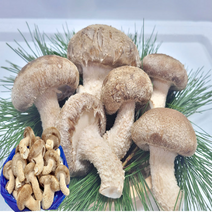 가정용 식당용 송향버섯, 가정용 식당용1kg