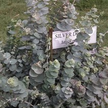 유칼립투스씨앗 블랙잭 (일반종) 20립