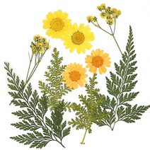 압화종합팩 누름꽃53 약10개 B-03-053