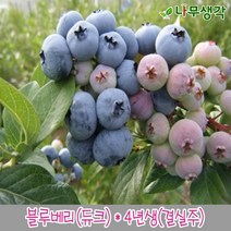 착한가격나무생각 블루베리(듀크)*4년생(결실주), 주