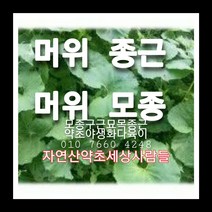 머위종근 80주 머위모종 머위씨앗재배, 1개