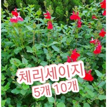체리세이지-5개or10개/노지월동되는 허브 체리세이지 핫립세이지, 10개