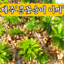 [제주이끼이야기]제주큰꽃송이이끼(3촉 5촉), 3촉