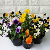 장미농원 비올라 식용꽃모종 (색랜덤), 1개