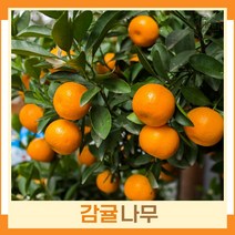 귤나무 묘목 감귤 키40cm 1개