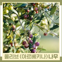 올리브나무 묘목 아르베키나 DT화분 1개