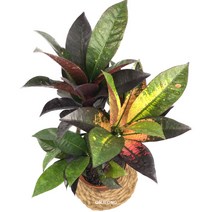 온정농원 아이스크로톤 공기정화식물화분 44cm, 1개
