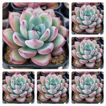 내맘대로골라 47종 예쁜 다육이, 35번-라탐