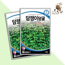 담쟁이덩굴 20립 세계종묘 수목종자 씨앗, 1개