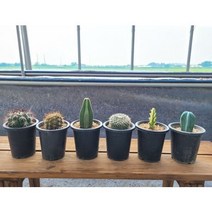 선인장 다육이 포트 용신목 백운각 신천지 네오, 1개