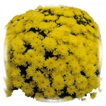 [어린모종]국화(가든멈) : 8cm분, 첼시 옐로, 1개