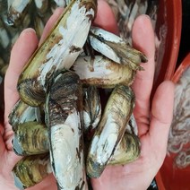 순천 별량 산지직송 맛조개 1kg 30-40개내외, 1세트