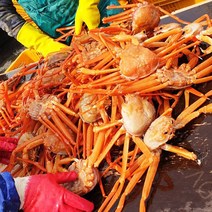 삐급 포항구룡포홍게3kg B급 가성비 자숙연지홍게 살수율70프로