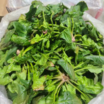 제주도 세척 월동무 제주무, 5kg(2개~4개 내외)