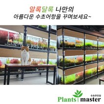 플랜츠마스터(수초 주인장) 어항 수초 모음 (유경 전경 중경 후경 초보 고급 부상 포인트), (18번) 루드위지아 슈퍼레드 1세트 5촉