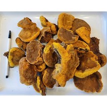 항암 면역력에 좋은 국산 자연산 뽕나무상황버섯 (뽕상황) 340g - 항암약초 항암식품