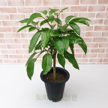 도희씨네 정원>> 폭풍성장 알파인 대엽홍콩야자 목대 200″ class=”wr-img”></a></div>
</div>
</div>
</div>
<div class=