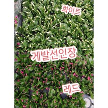 게발선인장-5개or10개/겨울에 꽃을 피우기에 크리스마스선인장, 화이트10개