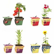 [KT알파쇼핑]직장인 학생 선물 종이화분 세트 메시지콩, 봉선화_W05373B