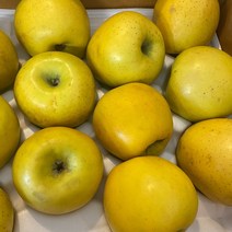 시나노골드 황금사과 노란사과, 가정용 흠과, 5kg (중과 16-18과)