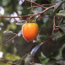 [라이브묘목농원] 대봉감나무 묘목 1년생 특묘