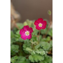 꽃대 빨강풍로초 / 사진촬영 2023년 2월 11일, 1개