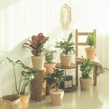 플라랜드 공기정화식물 테라코타토분 인테리어화분, 크로톤 - 핑크, 1개