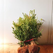 회양목 묘목 10그루 울타리나무 담장 화단, 10개