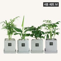 플랜트스토리 스페셜그레이 소형 4종 화분 세트, 1세트, M형 테이블야자+스파티필름+해피트리+홍콩야자