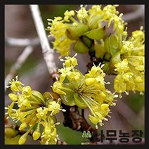 (나무농장) 산수유 실생 1년생 묘목 ( 5주묶음 )