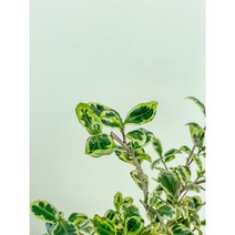 동일품배송 동백 녹아도변천 무늬동백