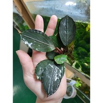 부세파란드라sp. 펄그레이 /레어부세/대형부세
