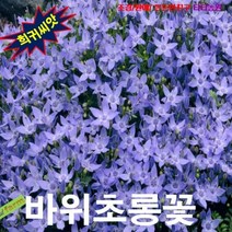 (희귀씨앗) 바위초롱꽃 (Campanula garganica) 50립