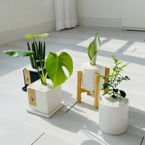 cocooning 키우기 쉬운 실내 초보자 공기 정화 청정 식물, 사각블랙, 아이비