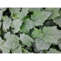 수세미모종 50주(50구 1판)