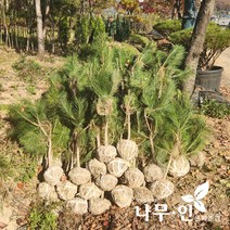 [나무인] 소나무 적송 키1미터