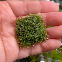 프리미엄 모스 (4x4cm 스텐망활착)