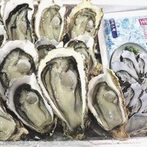 베리타임 산지직송 통영 굴 시세 섬진강택배 제철 자연산석 바위 반각 석화 하프 셀 쉘 햇 생 굴 1kg 2kg 5kg 철 찜 전 주문 맛집 해산물 요리 효능 왕 돌 굴, 바로먹는 반각굴 2kg, 1개