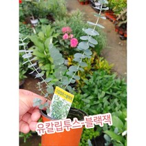 유칼립투스-블랙잭