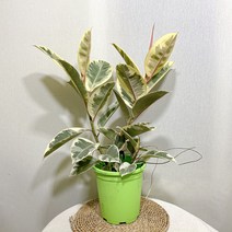 수채화 고무나무 대형, 1개