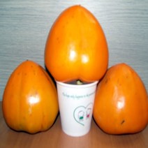 감나무 묘목 - 야오끼 왕대봉 접목1년 뿌리묘 1개