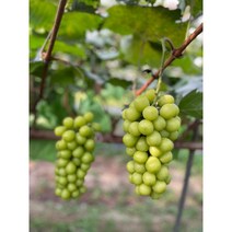 보은 특품 샤인머스켓 2kg 2수, 4kg/4수